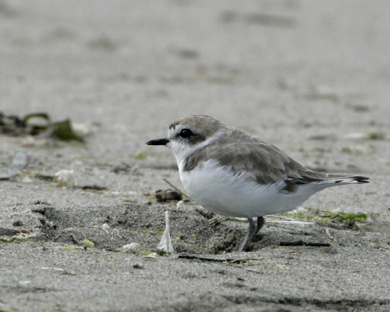 plover_snowy_070812