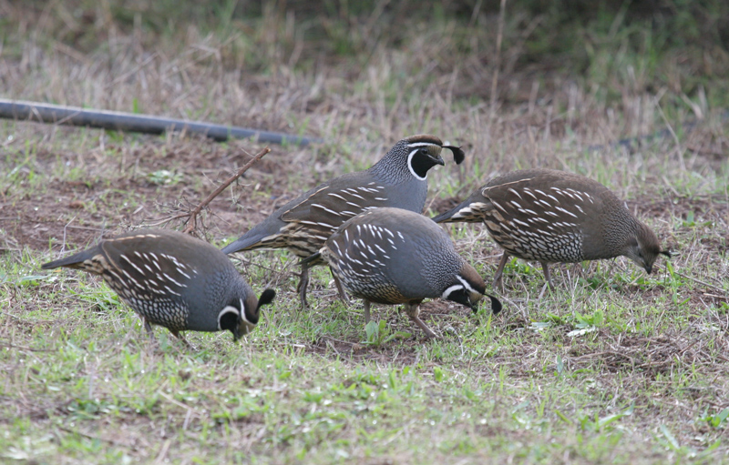 quail_california_060108g