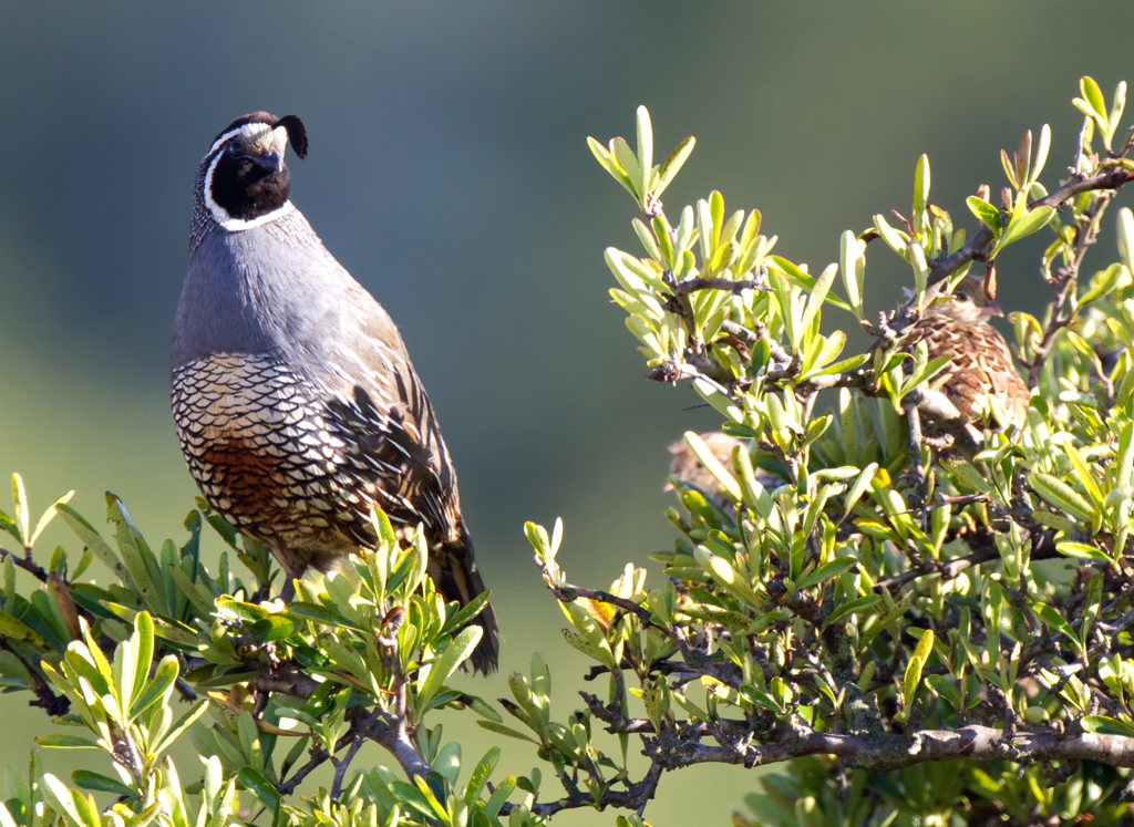 quail_california_110703