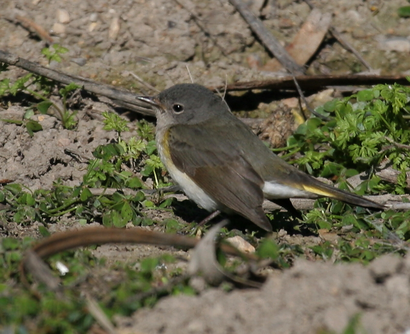 redstart_american_070113