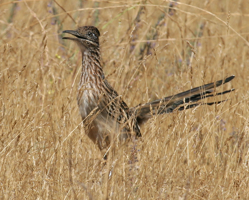 roadrunner_greater_070914a