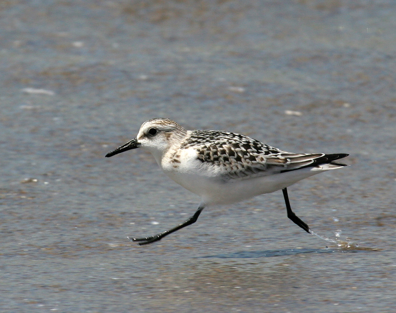 sanderling_080830