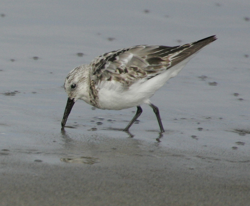 sanderlings_070812