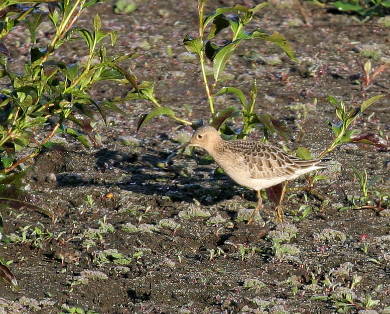 sandpiper_buff_breaste0292