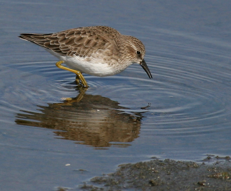 sandpiper_least_061112a