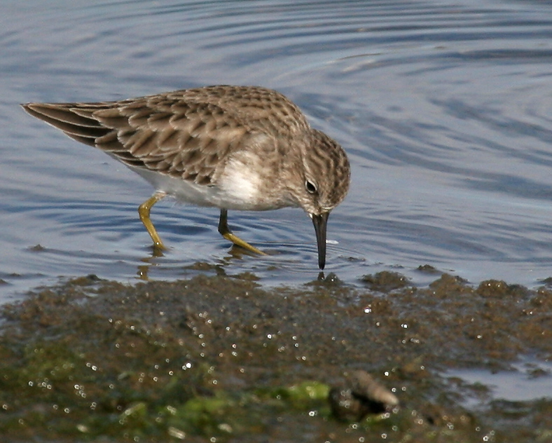 sandpiper_least_061112b