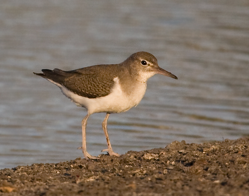 sandpiper_spotted_091004