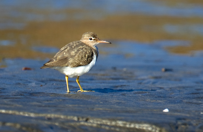 sandpiper_spotted_110220