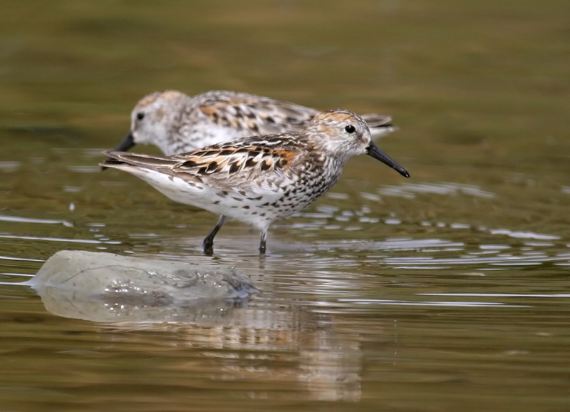 sandpiper_western_060730