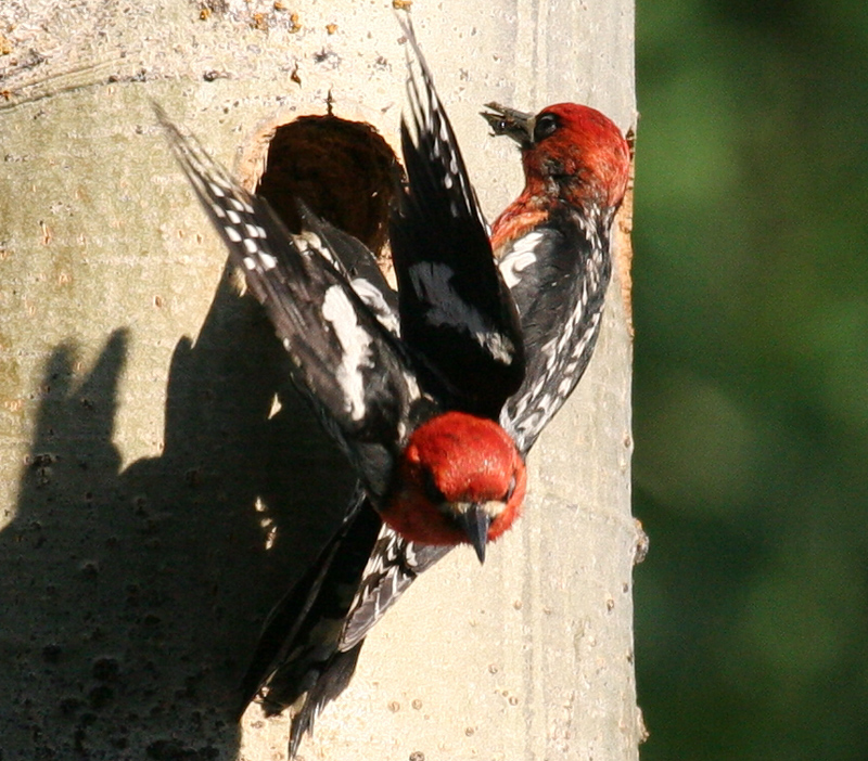 sapsucker_red_breasted0427