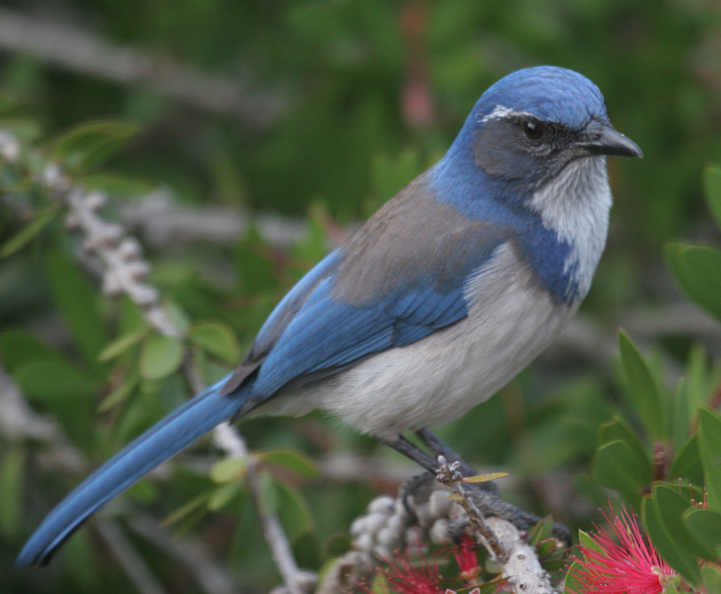 scrub_jay_western_061226b