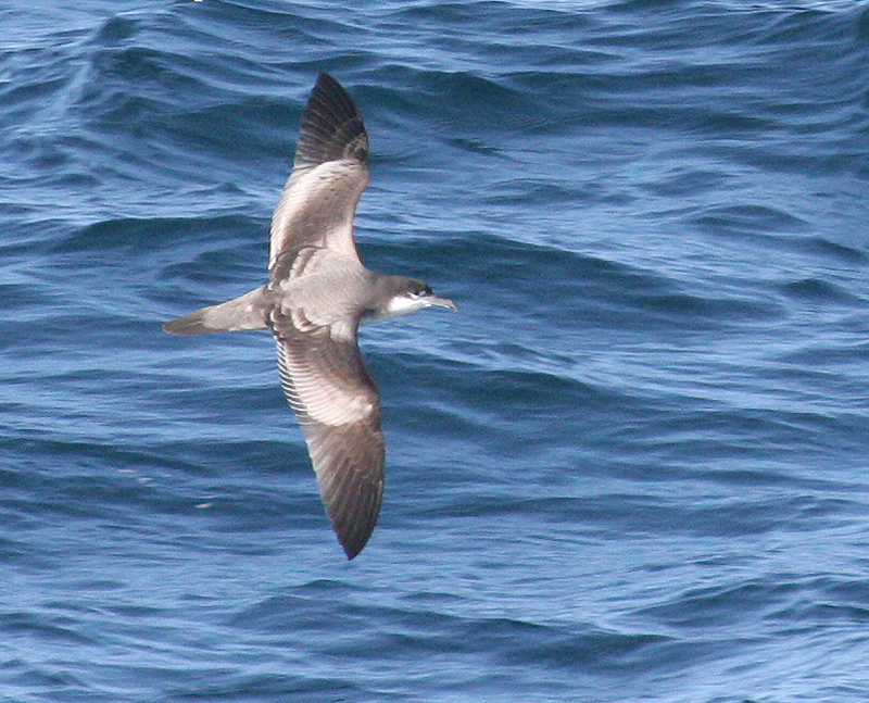 shearwater_bullers_070924