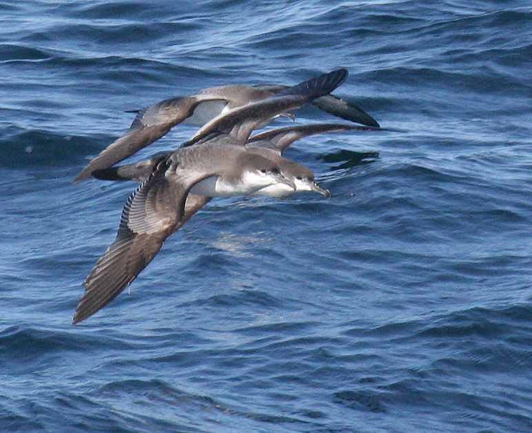 shearwater_bullers_070924b