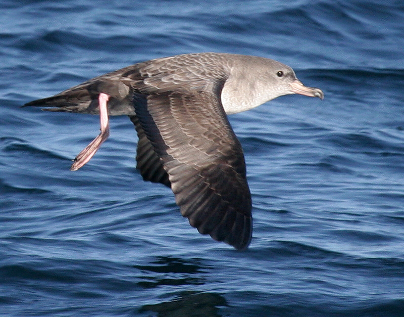 shearwater_pink_footed0249