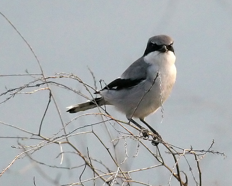 shrike_loggerhead_070303