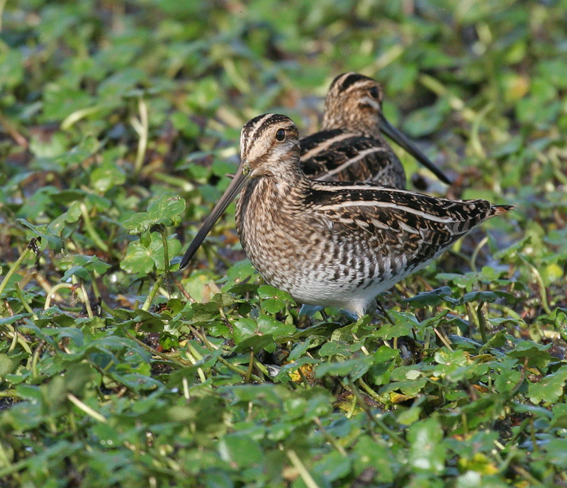 snipe_wilsons_071104