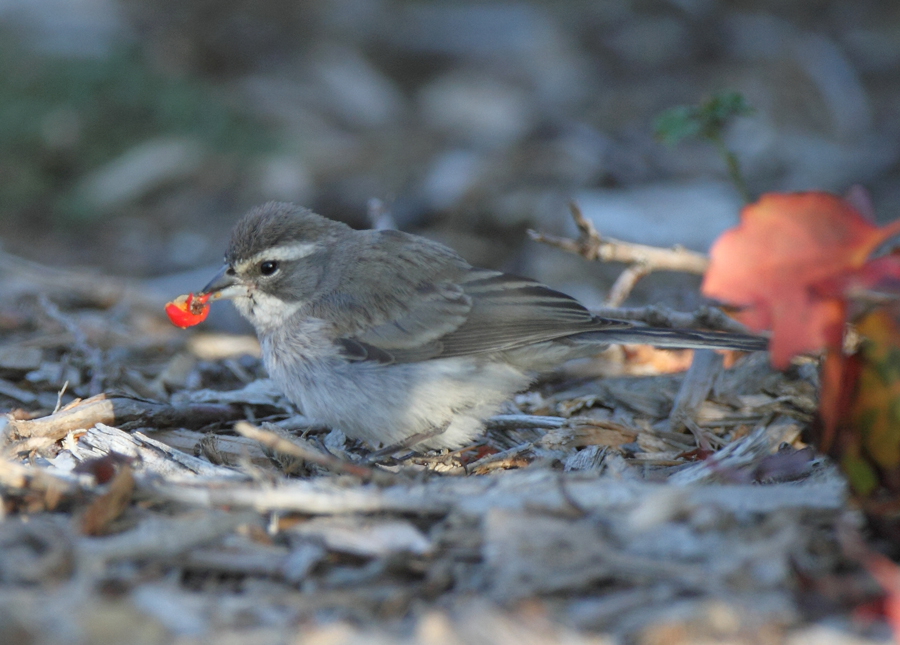 sparrow_black-throated0347