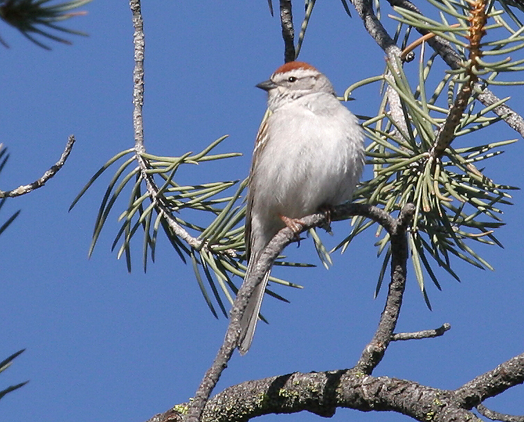 sparrow_chipping_070513