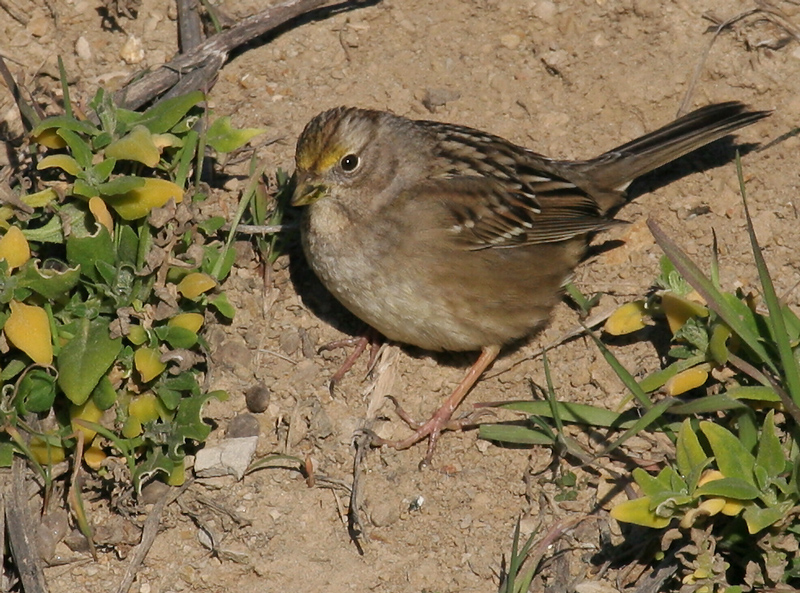 sparrow_golden_crowned0354