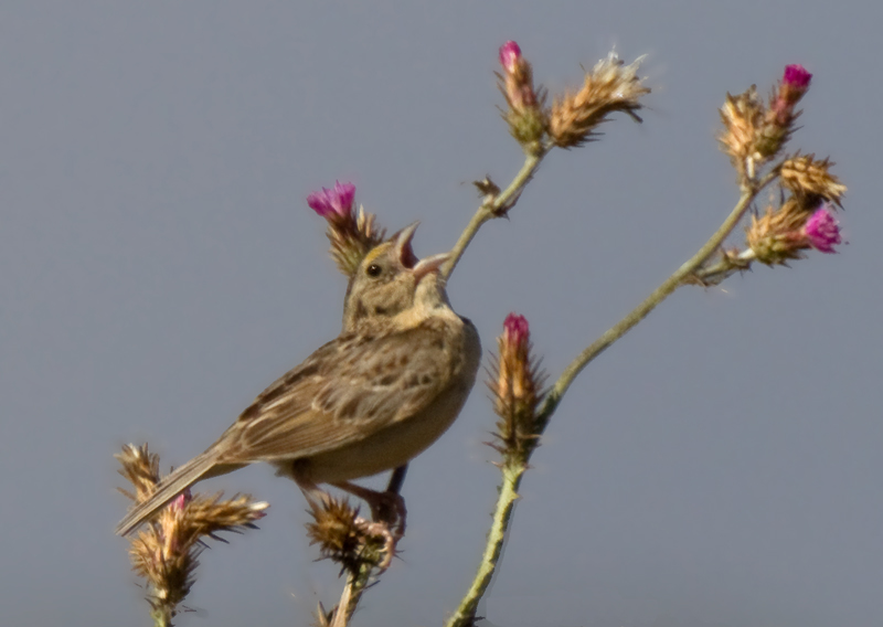 sparrow_grasshopper_110355