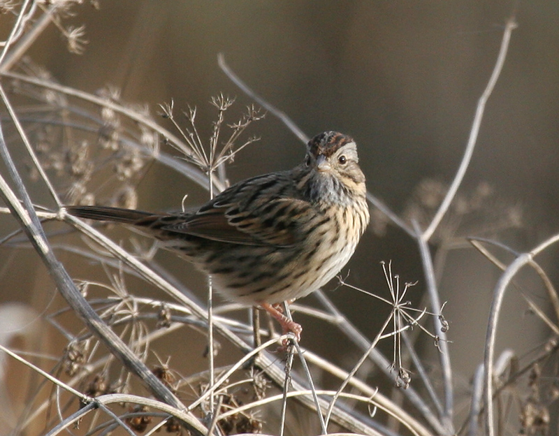 sparrow_lincoln_061210