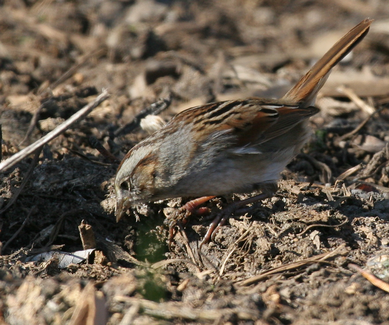 sparrow_swamp_060113