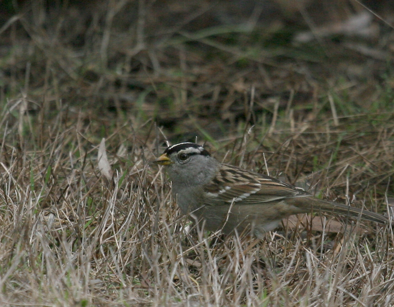 sparrow_white_crown_060107