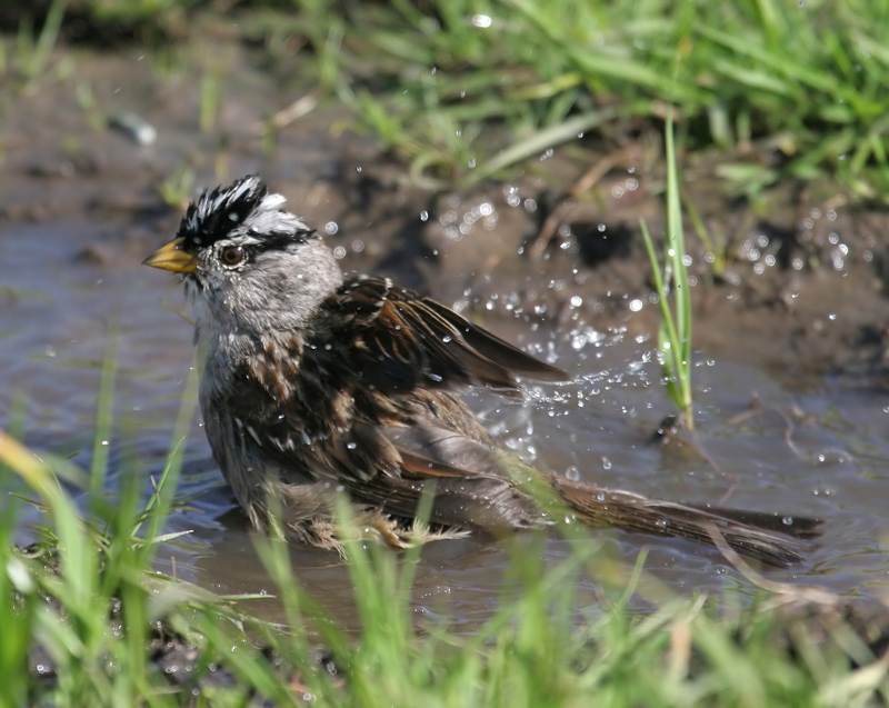 sparrow_white_crown_060407