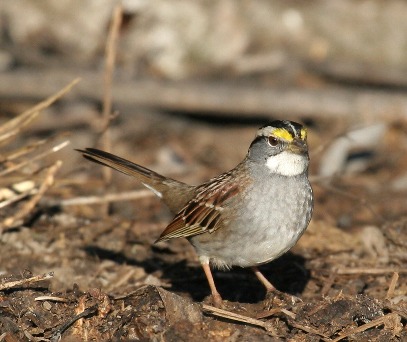 sparrow_white_throated0371