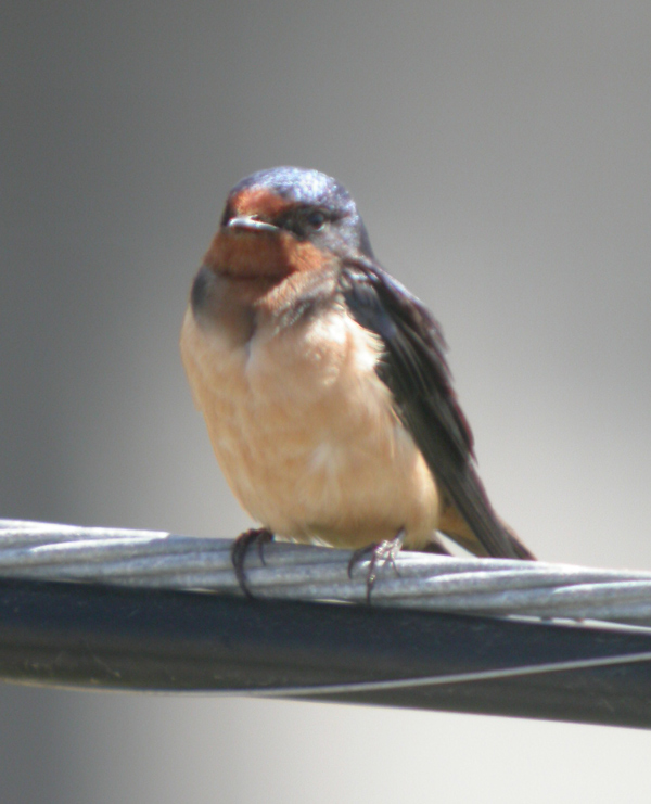 swallow_barn_040501