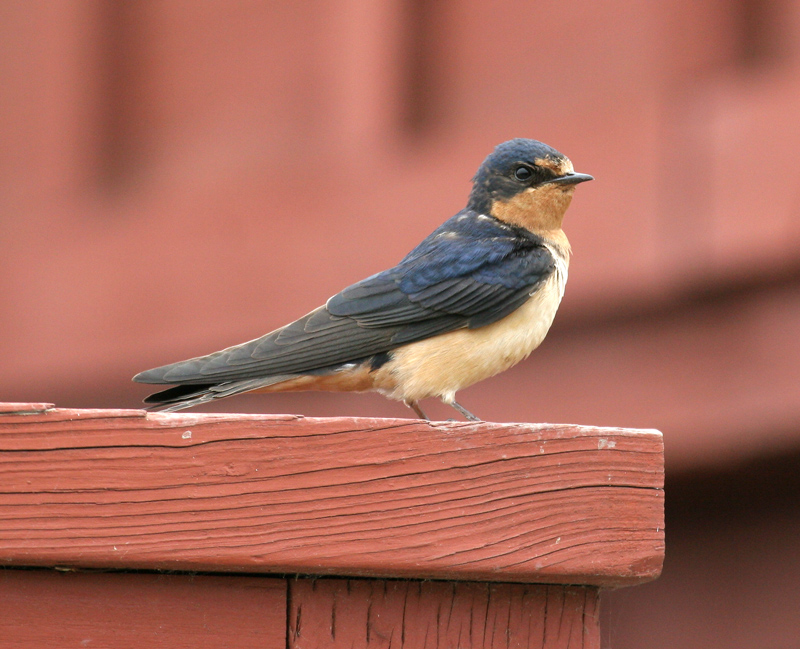 swallow_barn_070714a