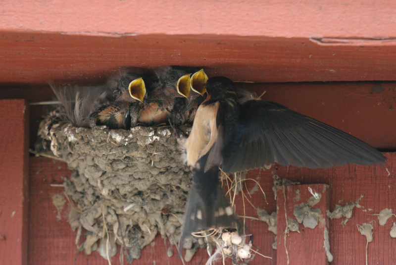 swallow_nest_070714bjpg