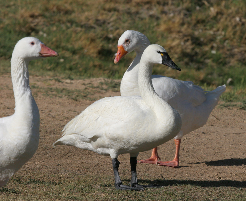 swan_geese_mix_070511