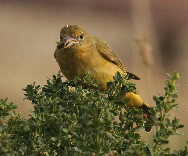 tanager_summer_f_061210a