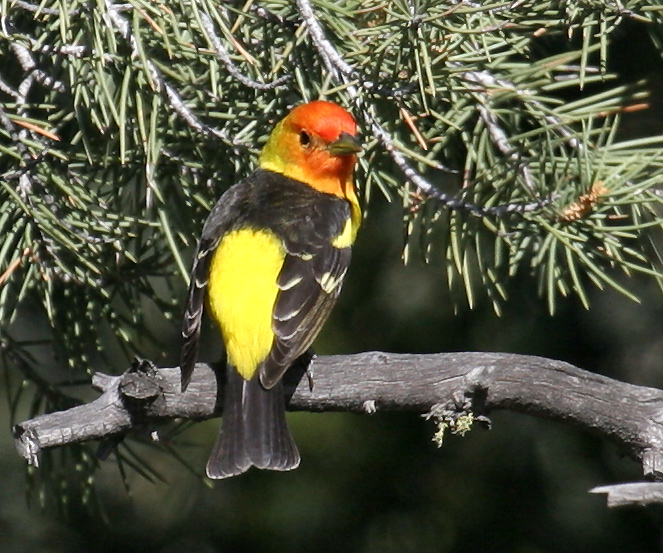 tanager_western_070513a