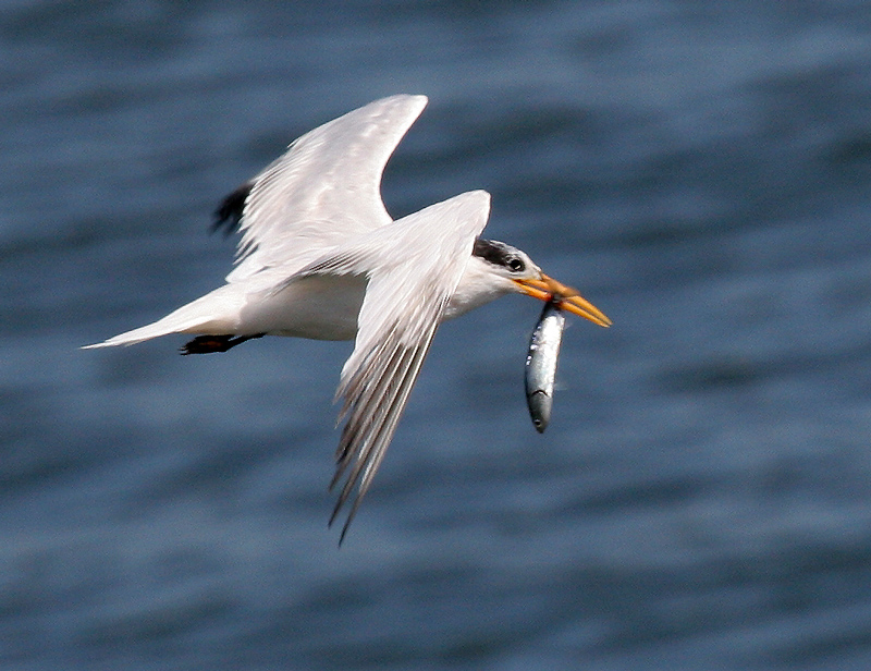 tern_elegant_080829