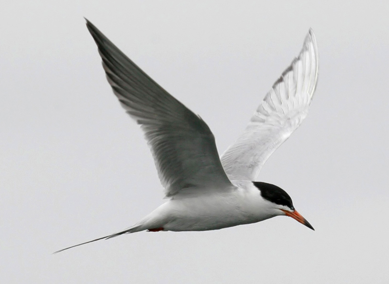 tern_forsters_060429a