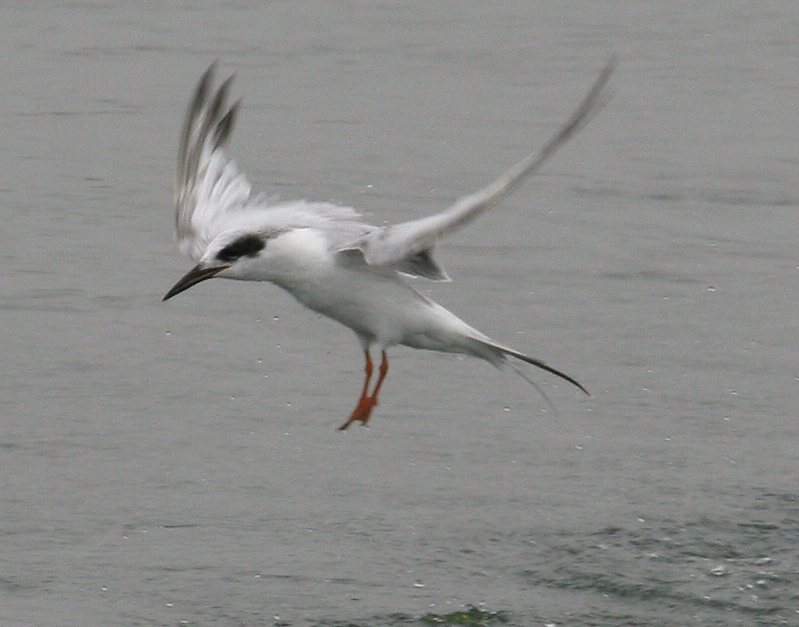 tern_forsters_070805b