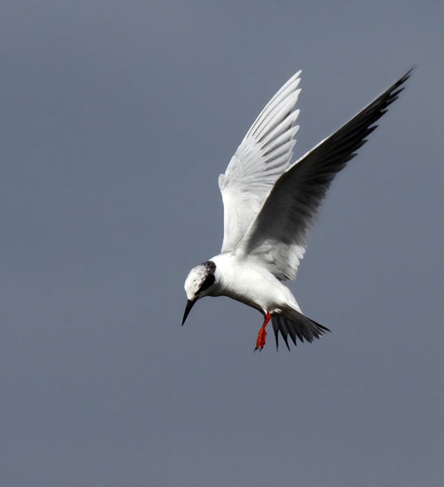 tern_forsters_20120212a