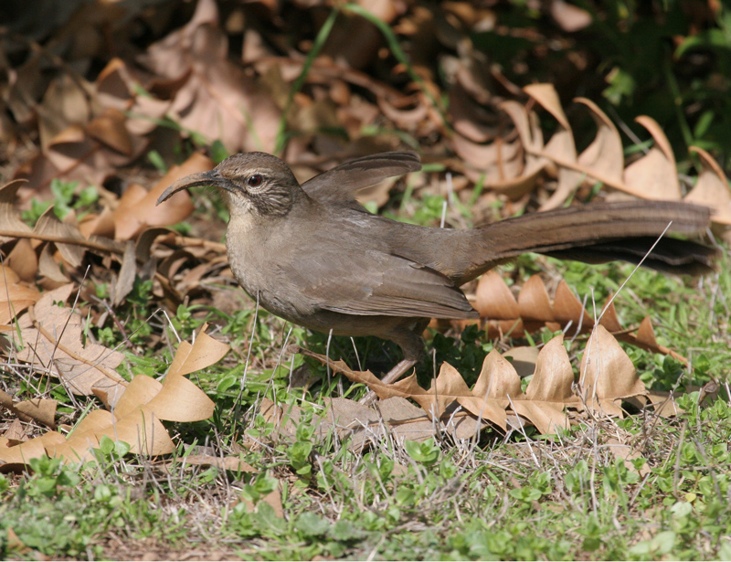 thrasher_california_070304