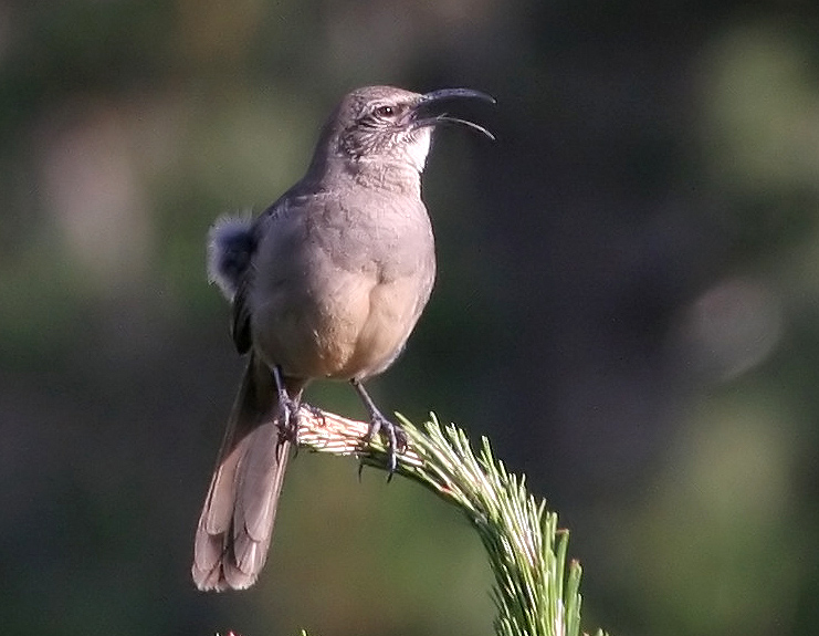 thrasher_california_070428