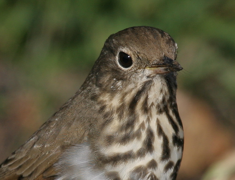 thrush_hermit_070121c