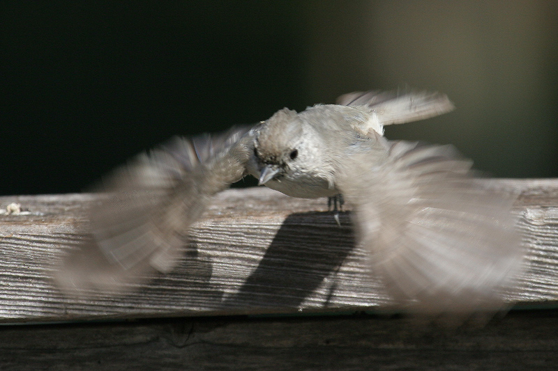 titmouse_oak_0070428