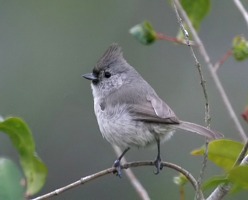 titmouse_oak_070324