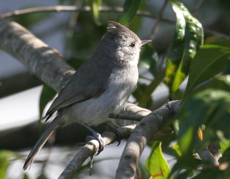 titmouse_oak_070428a