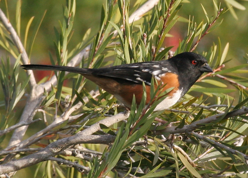 towee_spotted_070204b