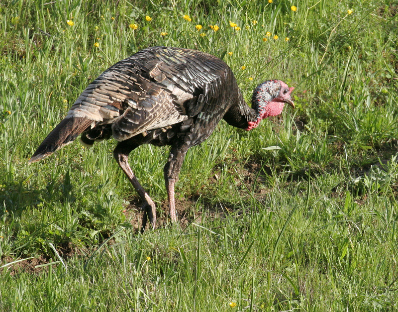 turkey_wild_070331a