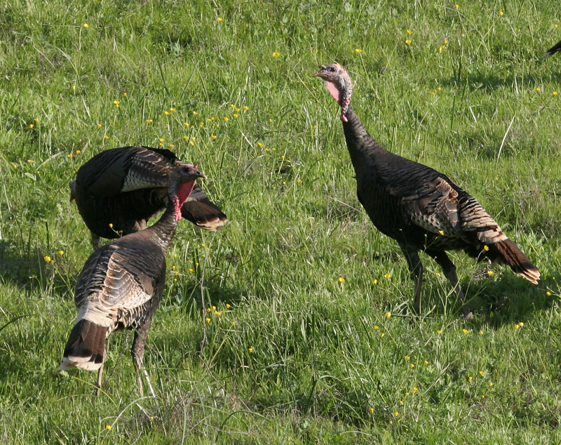 turkey_wild_070331b