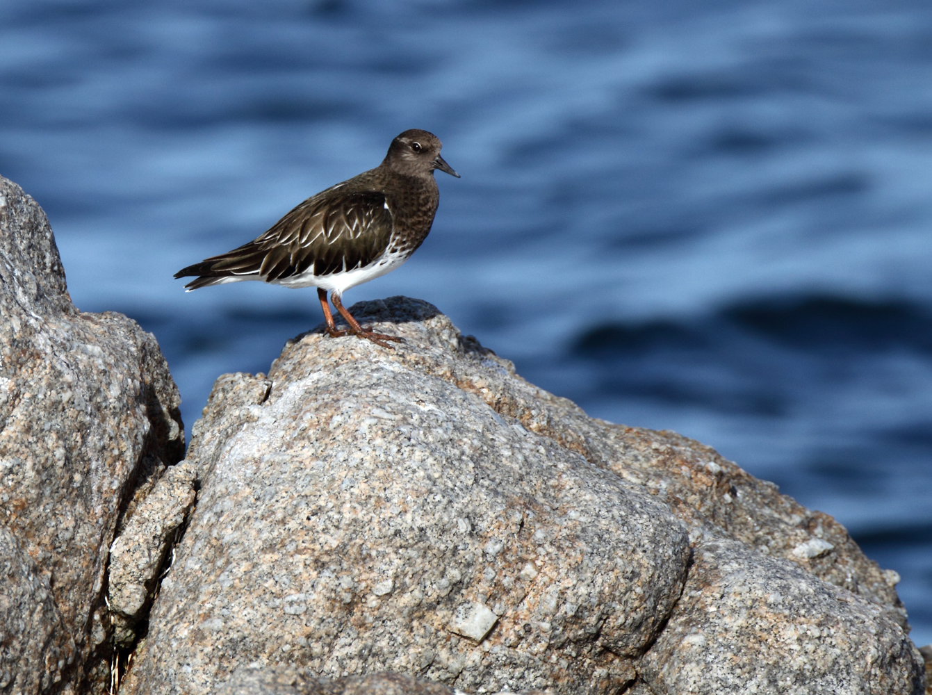 turnstone_black_120114a1