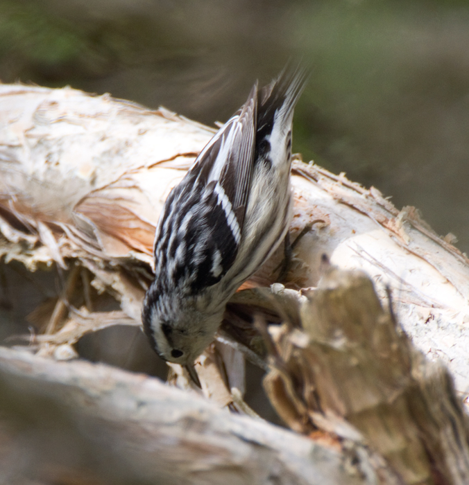 warbler_black_white_110402